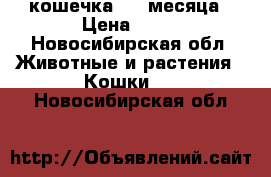 кошечка 1,5 месяца › Цена ­ 50 - Новосибирская обл. Животные и растения » Кошки   . Новосибирская обл.